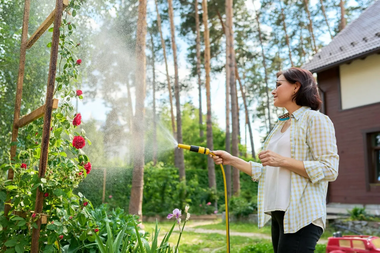 A quel moment de la journée arroser les rosiers du jardin ?