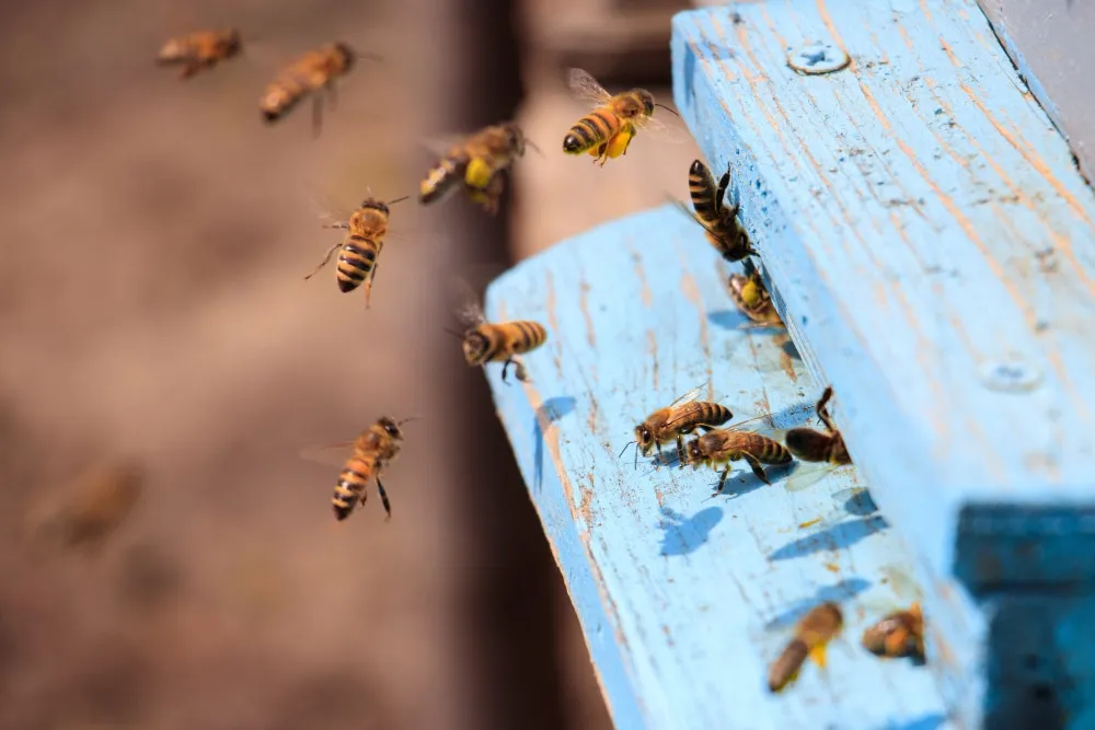 Comment faire fuir les guêpes en été ?