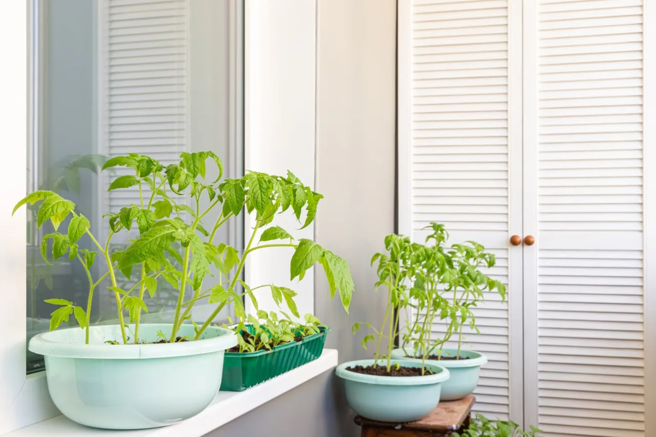 Comment réaliser un potager sur votre balcon