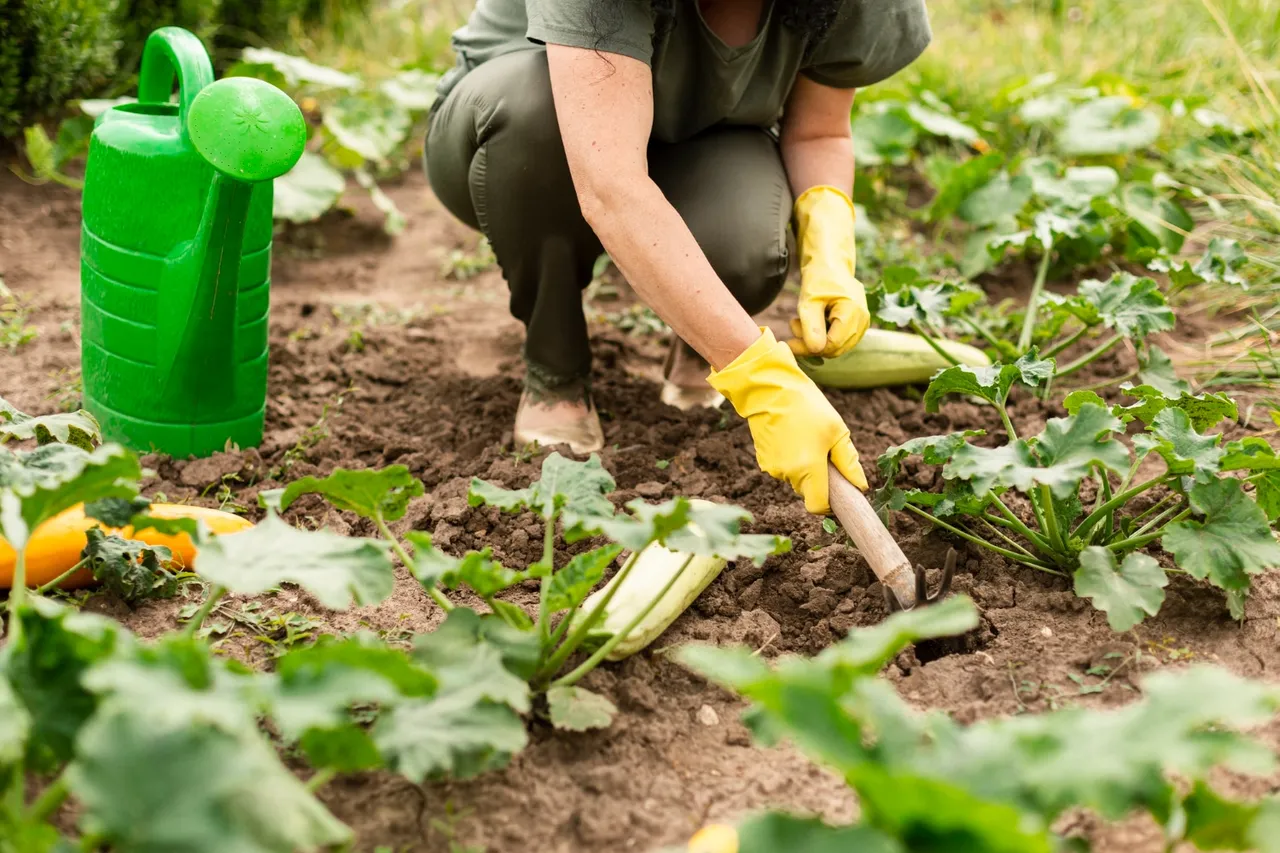 Arrosage des pieds de courgettes : une astuce simple et efficace