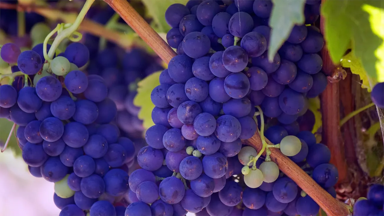 Les cépages d’Alsace à connaître avant de vous rendre à une foire aux vins
